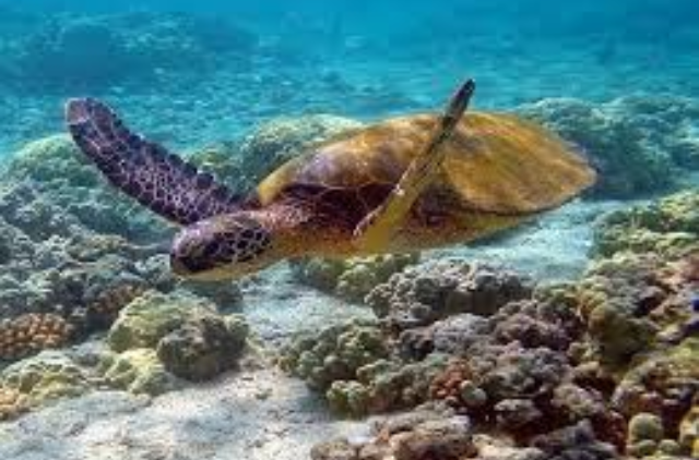 இலங்கை கடலில் பவளப்பாறைகள் அழியும் அபாயம் – ஆபத்தான நிலையில் கடல் வாழ் உயிரினங்கள்