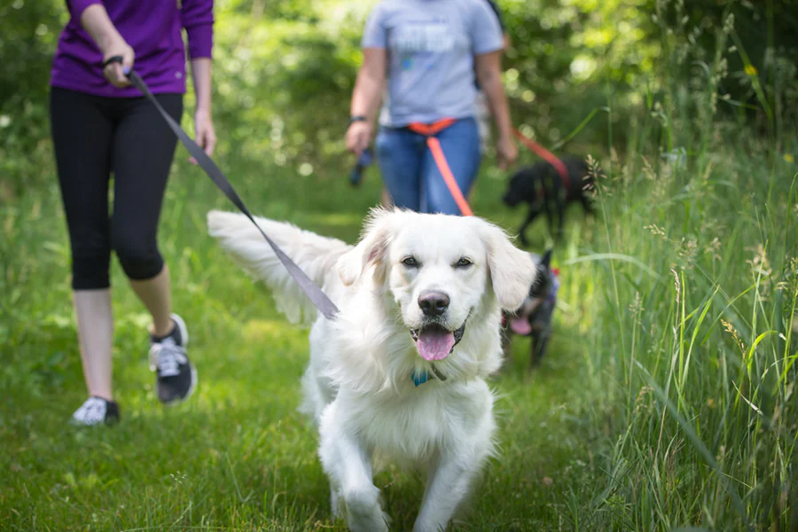 நாய்களை வீதிகளில் அழைத்துச் செல்ல தடை போட்ட நாடு