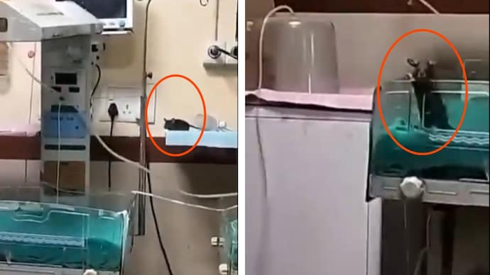 அரச வைத்திய சாலையில் எலி கடித்ததில் 2 குழந்தைகள் உயிரிழப்பு