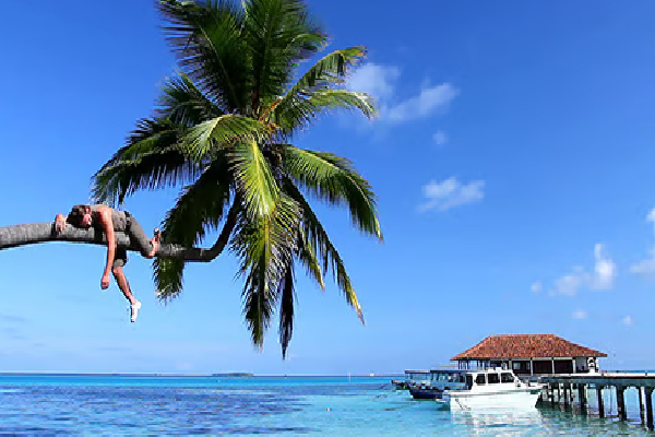 தென்னை மரத்தில் மெய் மறந்து தூங்கிய மாவட்ட அமைப்பாளர்