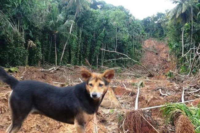 மண் சரிவில் புதைந்து உயிரிழந்த குடும்பம்; மீட்க உதவிய அவர்கள் வளர்த்த நாய்